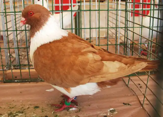 У голубей породы штрассер отличные мясные вкусовые качества. А уже в возрасте 4 недель молодняк имеет живую массу до 700 граммов.