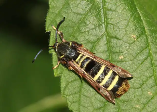 У малины кроме смородиновой есть своя, персональная, малинная стеклянница (Pennisetia hylaeiformis)