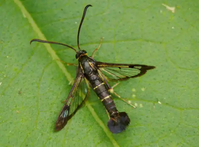 Наиболее распиаренной является смородиновая стеклянница (Synanthedon tipuliformis), о ней, как правило, знают все, кто выращивает смородину
