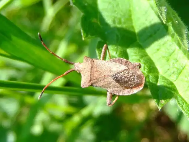 Сквош-клоп окрашен в темный серый или коричневый цвет. Длина слегка приплюснутого тела не превышает 17,5 мм. По краю часто имеется ряд чередующихся коричневых и золотистых пятен. Взрослые особи обладают крыльями.