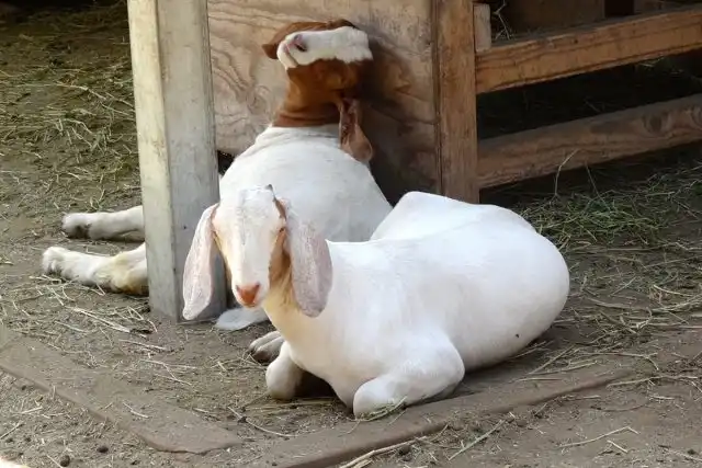 Реже предродовой парез проявляет себя неожиданно примерно за две недели до родов и позже