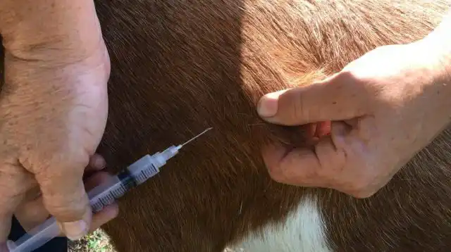 При первых симптомах предродового пареза козам вводят внутривенные инъекции глюкозы и кальция глюконата, внутримышечно вводят тривитамин, иногда подкожно вводят 20% раствор кофеина