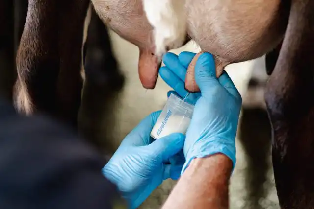 Существует несколько разных форм мастита, но основным объединяющим признаком станет наличие в молоке хлопьев или сгустков и изменение консистенции