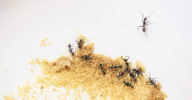 После поедания приманки соединения бора обезвоживают организм и разрушают кишечник насекомого