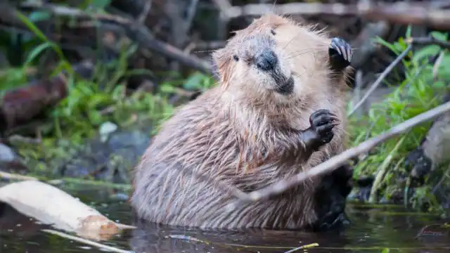 Уничтожение грызунов без наличия разрешения на охоту грозит административным штрафом и возмещением ущерба