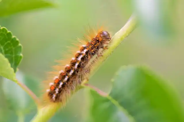 Гусеница златогузки (Euproctis chrysorrhoea)