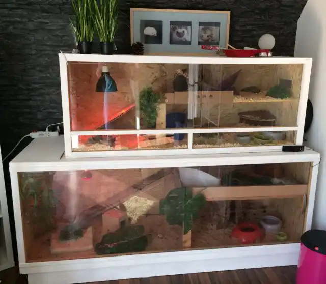 Подходящая клетка одно- или двухуровневая, длина поддона 80-100 сантиметров, в клетке не должно быть решетки на полу или сетчатых переходов