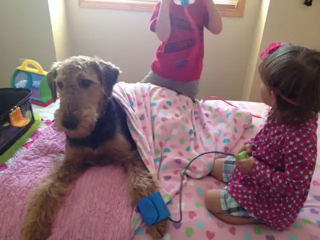 На десятом месте в нашем топе расположились задорные и жизнерадостные эрдельтерьеры