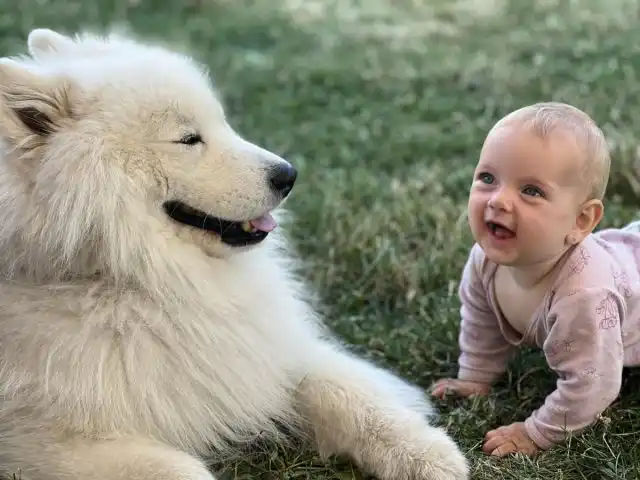 При грамотном воспитании самоеды с удовольствием играют с детьми и терпят всяческие шалости, не давая сдачи