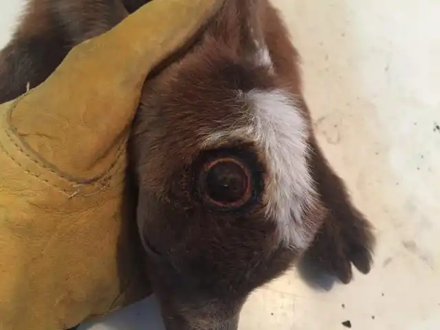 в месте прижима термокаутера должно остаться желтовато-медное кольцо, то есть просматриваться кость черепа