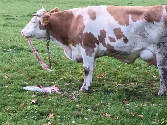 Поедание последа в большинстве случаев приводит к сильной диарее и нарушению микрофлоры ЖКТ, вздутию рубца