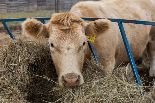 Несбалансированное и неполноценное кормление всегда приводит к появлению проблем с пищеварительной системой в послеродовой период