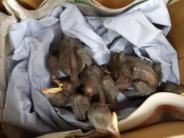 Если всё же вам необходимо провести выпаивание цыплят конкретным ветпрепаратом для профилактики определённой болезни, лучше проконсультироваться с ветеринарным врачом