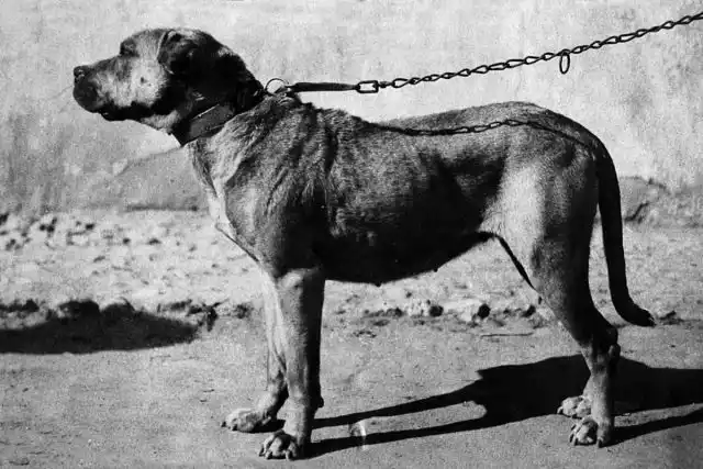 Русский мастиф (меделянская собака)
