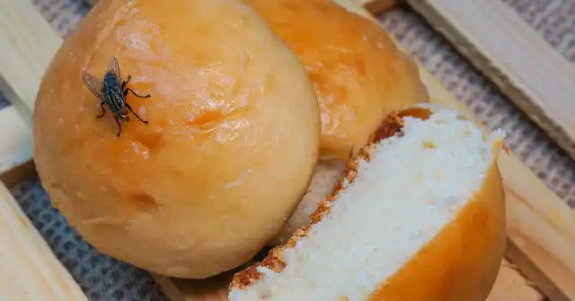 У чому небезпека звичайної мухи