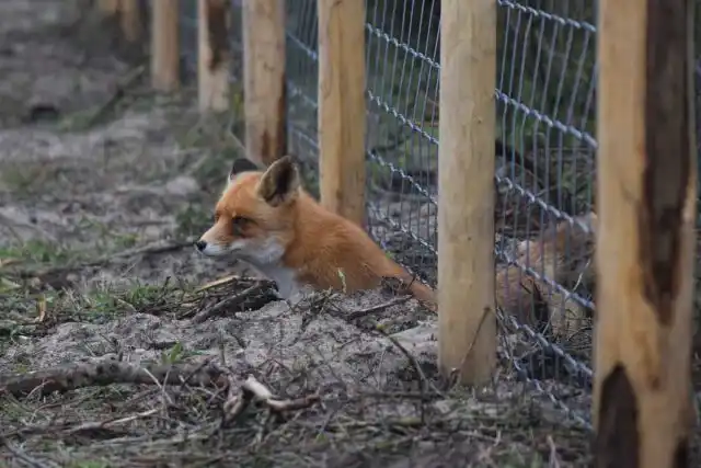 Лисы чаще всего утаскивают добычу с собой, предпочитая поедать её в своём укромном месте.