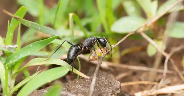 Муравьи в массе истребляют всевозможных вредителей леса, сада и огорода