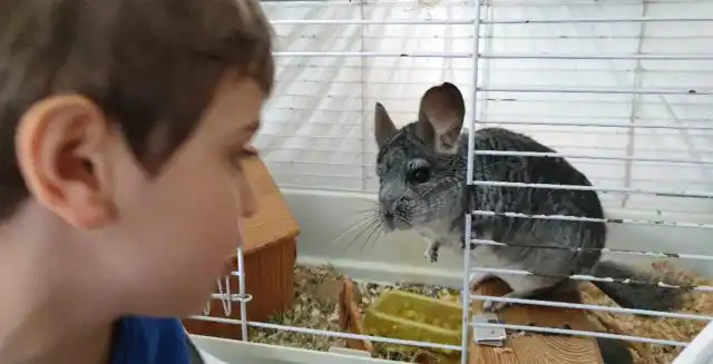 Среди крупных грызунов самыми популярными являются морские свинки, кролики и шиншиллы.