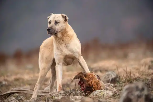 Що станеться із нашими собаками,