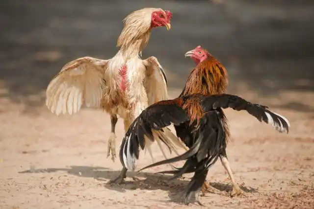 К посинению гребня у кур и петухов могут приводить и банальные травмы.