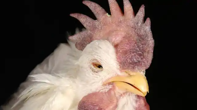 Болезнь Ньюкасла, или псевдочума - особо опасное вирусное заболевание кур, способное быстро распространяться и приводить к падежу всего стада.