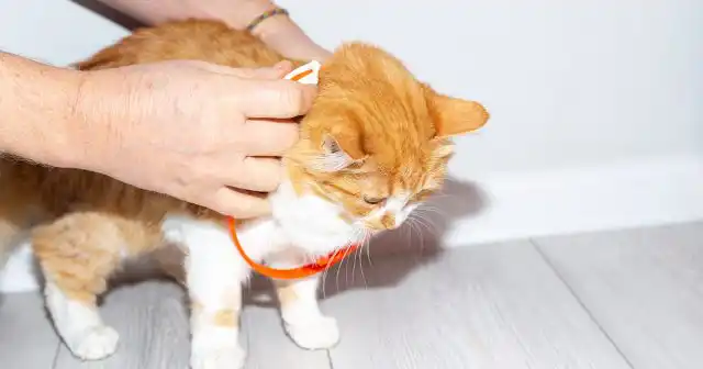 Пользуйтесь инсектицидными средствами защиты домашних животных от проверенных производителей – специальными ошейниками, таблетками и каплями.