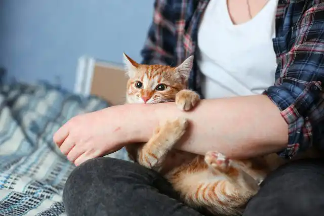 Чим небезпечна звичайна кішка: 3