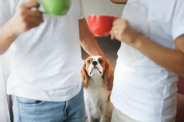 Если питомец испробовал все способы привлечь ваше внимание, но так и не смог добиться своего, он может начать игнорировать вас и испытывать грусть.