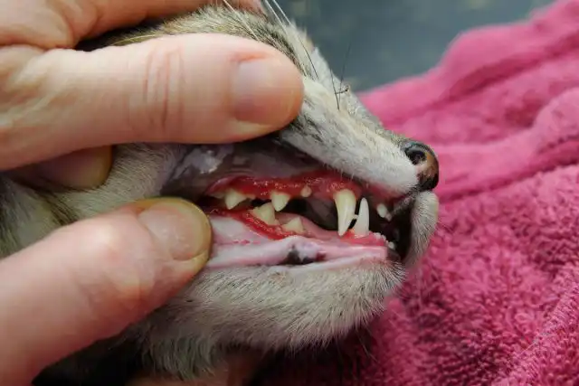 Кальцивироз поражает ротовую полость, верхние дыхательные пути и глаза животных.