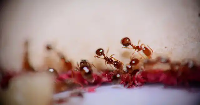 Колония фараоновых муравьёв в квартире может насчитывать десятки тысяч особей, а один муравейник состоять из нескольких гнёзд с яйцекладущими самками.