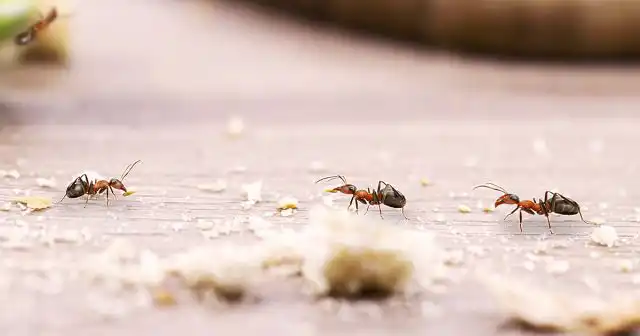 Фараоновы муравьи (в том числе, яйцекладущие самки) не летают. Попадают в квартиры они почти исключительно пешком.