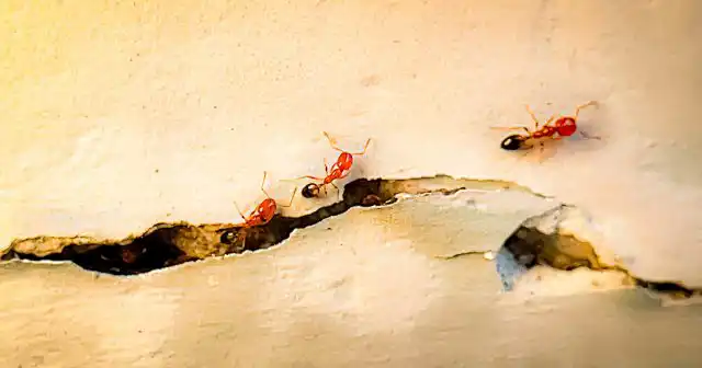 В квартирах они селятся, преимущественно, в пустотах под какими-то покрытиями большой площади – стеновыми панелями, ламинатом, линолеумом, паркетом, половыми досками.