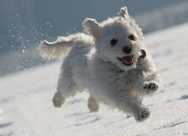 Многие собаки обожают бегать по снегу, особенно свежевыпавшему.