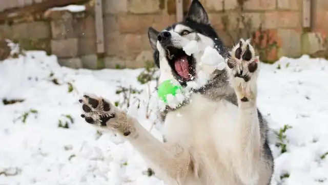 Если у вас активный питомец, который любит побарахтаться в снегу, ему понравится играть в снежки.