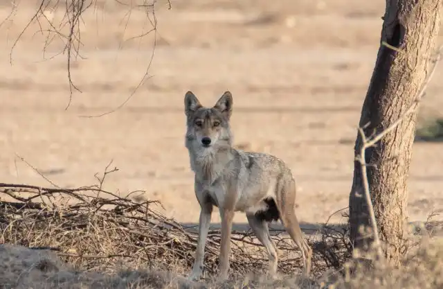 Самая популярная теория гласит, что прямыми предками наших четвероногих друзей стали восточноазиатские волки.