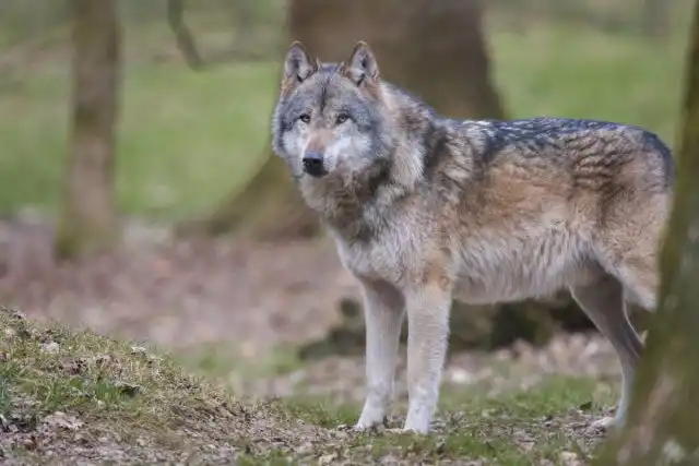 Вторая по популярности версия - современные собаки произошли от европейских и ближневосточных волков.