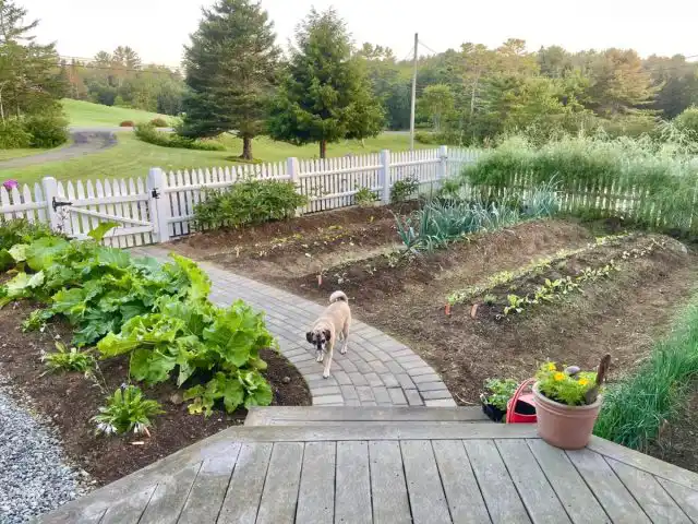 Для закрепления навыка отстегните поводок и погуляйте вместе с питомцем по огороду. Если любимец допускает осечки, сразу пресекайте это командами.