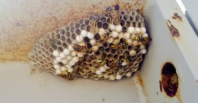 Осы, кстати, очень любят селиться под фасадным сайдингом, проникая во внутренние полости через вентзазоры.