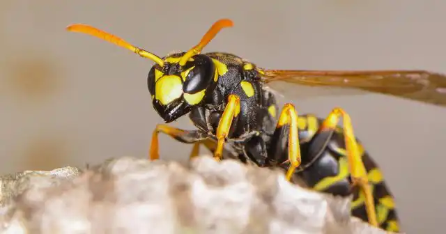 Избавиться от ос навсегда можно только одним путём – продать дачу. Высокомобильные насекомые быстро заселяют все мало-мальски подходящие места.