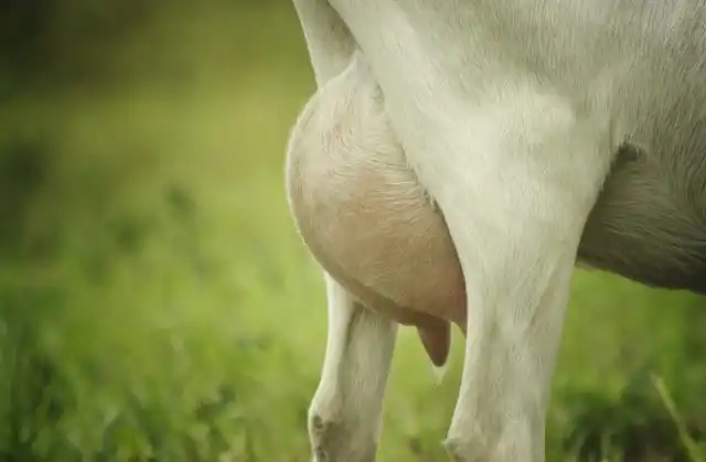 В норме отёк не должен доставлять козе сильный дискомфорт при доении, но некоторым особям больно доиться при отёке.