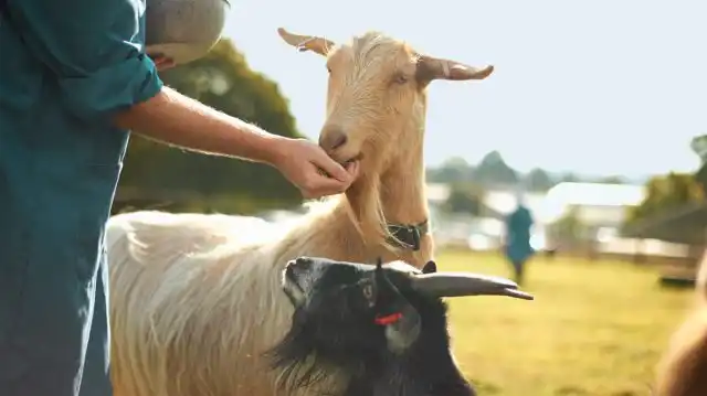 Многие козоводы, пытаясь в отчаянии справиться с самыми непокорными особями, прибегают к неправильным методам.