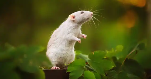 Гибель крыс контролировать, конечно, сложно. Но токсичность современных родентицидных соединений сильно преувеличена.