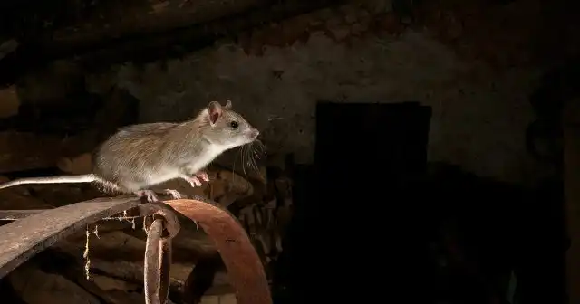 Если в хозпостройках круглогодично содержатся домашние животные на зерновых или концентратных кормах (птица, свиньи, кролики и т.п.), вредителям будет всегда хорошо.