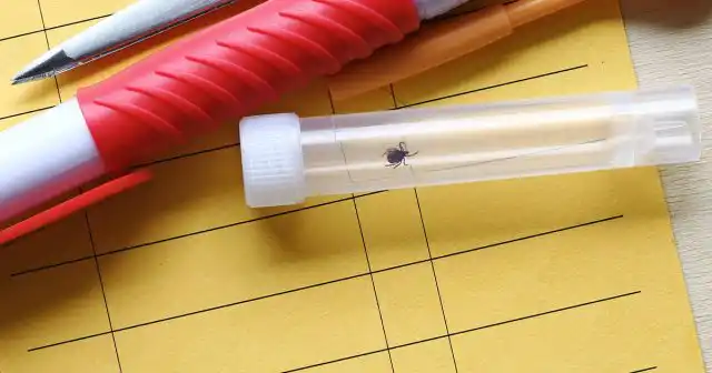 Например, если бабезиоз был диагностирован у жителя Краснодарского края, вполне вероятно, что переносчики болезни есть и в Ставропольском крае, и в Ростовской области.