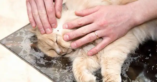 Домашние питомцы – собаки и кошки на свободном выгуле могут, как сами заразиться инфекциями (например, пироплазмозом или риккетсиозом), так и переносить на себе клещей.