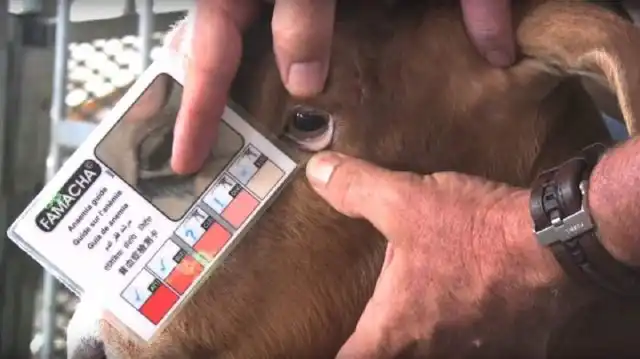 Весной местная ветеринарная станция обязательно должна посетить ваше хозяйство, чтобы собрать кровь животных на анализы. Обязательно обследуют поголовье коз, овец, коров и свиней.