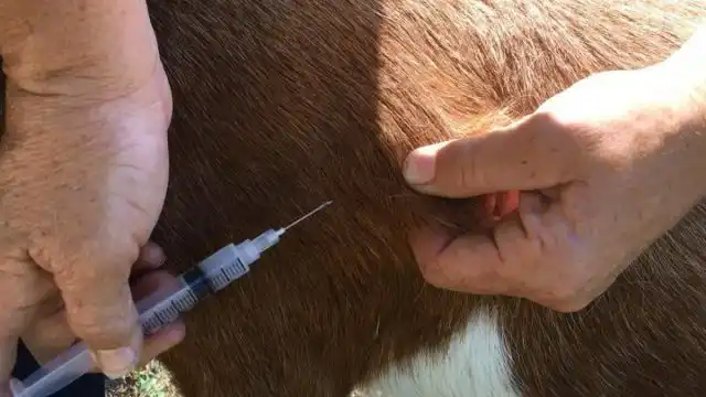 Весной проводится плановая вакцинация животных и птицы от самых опасных заболеваний.