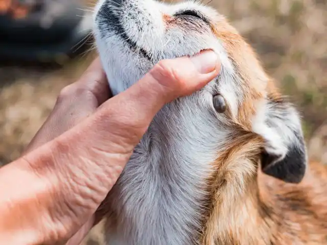 Первыми под удар попадают наиболее активные «дачники» – дети, домашние собаки и кошки.