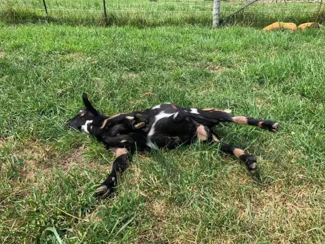 Способность животных “падать замертво” нашла корыстное применение в овцеводстве и козоводстве прошлого века.