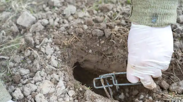 Иногда поимка одной-единственной особи занимает чуть ли не всё лето, в течение которого кроты продолжают свою активную трудовую деятельность на участке.
